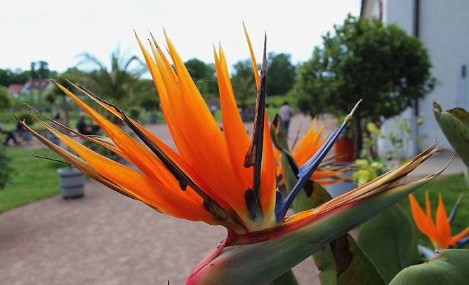 Strelitzie in der Orangerie in Bendeleben (Foto: Eva Maria Wiegand)