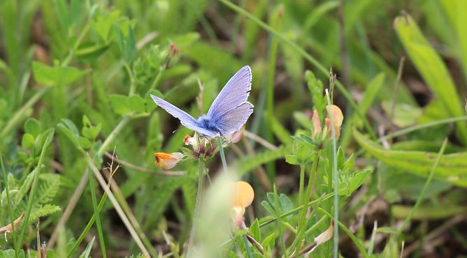 Männlicher Hauchhechel-Bläuling (Foto: Eva Maria Wiegand) Männlicher Hauchhechel-Bläuling (Foto: Eva Maria Wiegand)