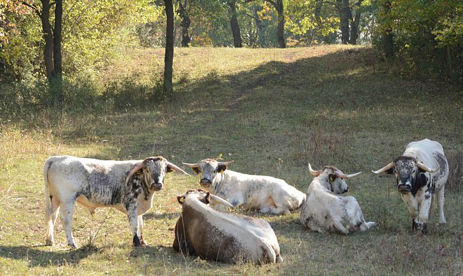 Rinder auf der Sommerweide (Foto: Thomas Stephan) Rinder auf der Sommerweide (Foto: Thomas Stephan)
