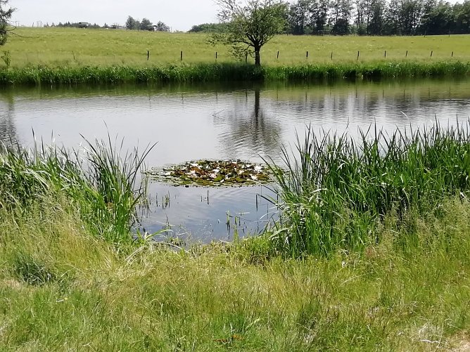 Sommerimpressionen aus Sophienhof (Foto: W. J&ouml;rgens)