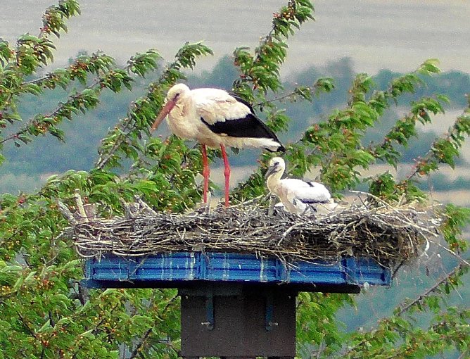 Nachwuchs am Helme-Stausee (Foto: Ulrich Reinboth) Nachwuchs am Helme-Stausee (Foto: Ulrich Reinboth)