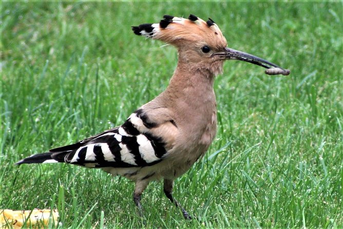 Wiedehopf auf Futtersuche (Foto: Familie Severin)
