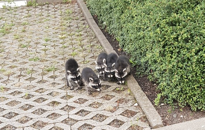 Waschbären unterwegs in Sondershausen (Foto: Rico Steiner) Waschbären unterwegs in Sondershausen (Foto: Rico Steiner)