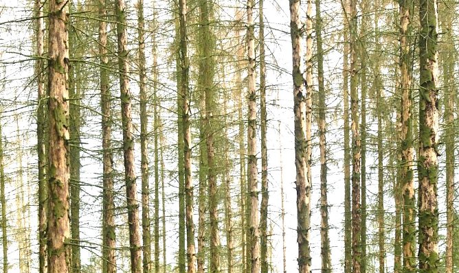Die Borkenk&auml;fersch&auml;den in Th&uuml;ringen haben im Juni 2021 ein historisches Monatshoch erreicht � aber die Rahmenbedingungen f&uuml;r die Schadholzverwertung in der Holzindustrie haben sich verbessert (Foto: Andreas Knoll)
