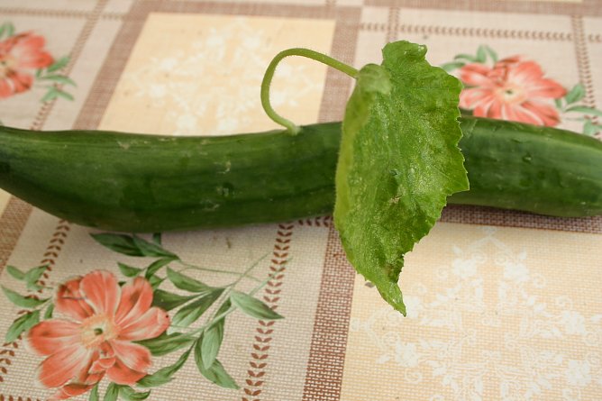 Eine Gurke, aus der ein Blatt wächst (Foto: J.Müller) Eine Gurke, aus der ein Blatt wächst (Foto: J.Müller)