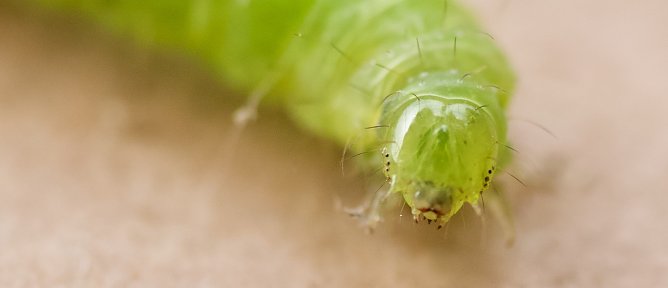 Wunderwerk der Natur (Foto: emw) Wunderwerk der Natur (Foto: emw)