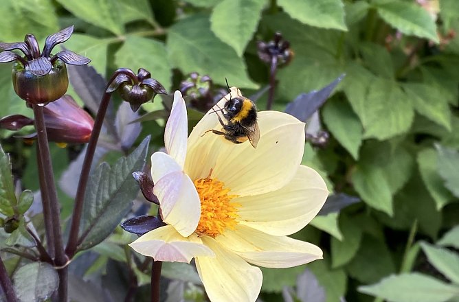 Blume mit Hummel (Foto: oas)