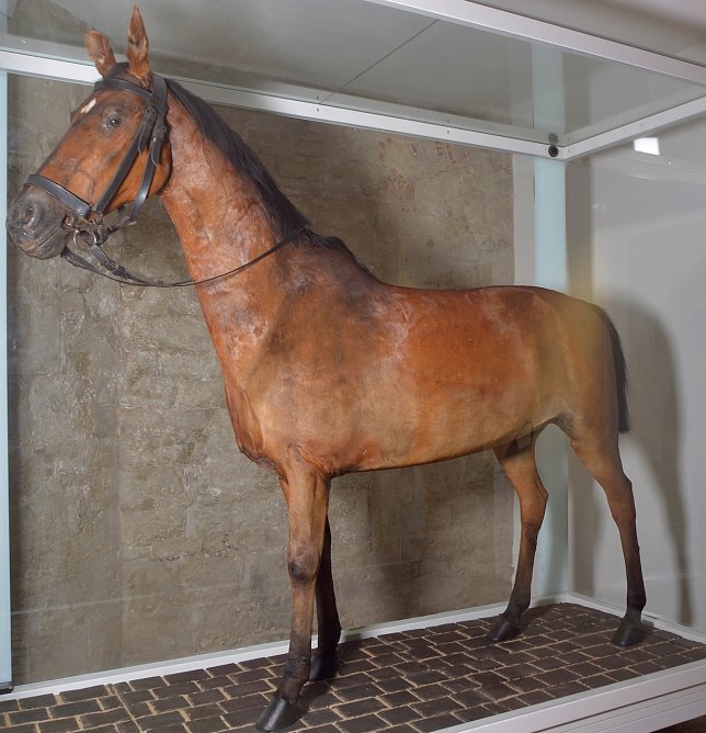 F&uuml;rstliches Pferd (Foto: Schlossmuseum Sondershausen)