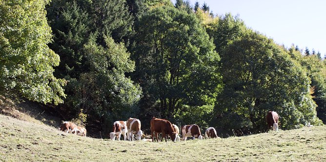 Fr&uuml;hherbststimmung (Foto: oas)