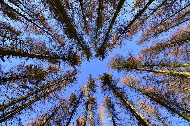 Trotz diesj&auml;hriger vieler Niederschl&auml;ge und eher milden Temperaturen sind selbst vitale Fichten fast chancenlos: Der Fichtenborkenk&auml;fer befindet sich weiterhin in Massenvermehrung     (Foto: Andreas Knoll )