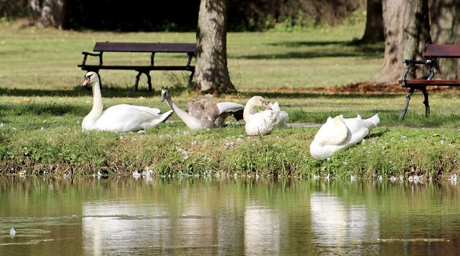 Schwanenfamilie am Schlossteich (Foto: Eva Maria Wiegand)