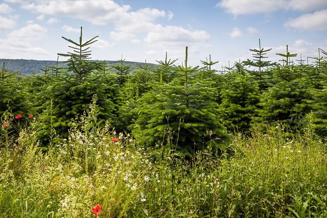 Die Wetterbedingungen waren insbesondere im Fr&uuml;hling optimal f&uuml;r die angehenden Weihnachtsb&auml;ume (Foto: VNWB / B&uuml;cker )