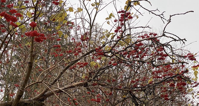 Herbstfr&uuml;chte (Foto: oas)