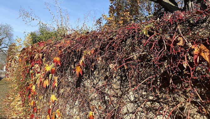 Herbstlaub (Foto: oas) Herbstlaub (Foto: oas)