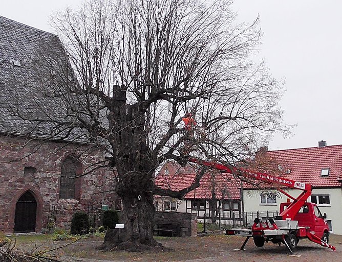 Arbeiten an der Kelbraer Linde (Foto: Ulrich Reinboth) Arbeiten an der Kelbraer Linde (Foto: Ulrich Reinboth)