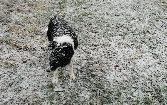 Die ersten Zeitgenossen haben schon sichtlich Spaß am Schnee (Foto: W.Jörgens) Die ersten Zeitgenossen haben schon sichtlich Spaß am Schnee (Foto: W.Jörgens)