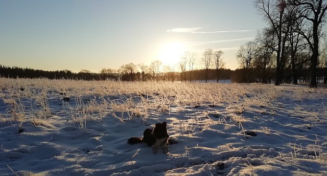 Schneelandschaft bei Sophienhof im Harz (Foto: W.J&ouml;rgens)