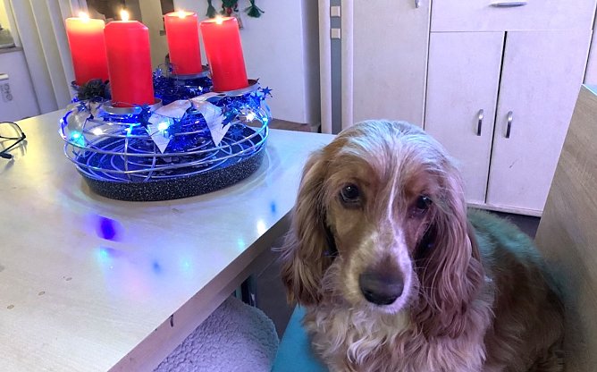 Weihnachtspl&auml;tzen und Kekse zum Advent (Foto: Ute Telle)