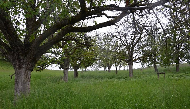 Streuobstwiese Ichstedt (Foto: Landschaftspflegeverband) Streuobstwiese Ichstedt (Foto: Landschaftspflegeverband)