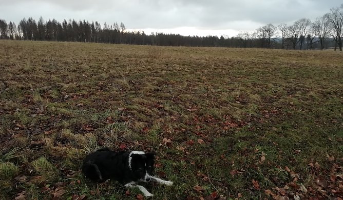 Am Neujahrsmorgen bei Sophienhof (Foto: W.J&ouml;rgens)
