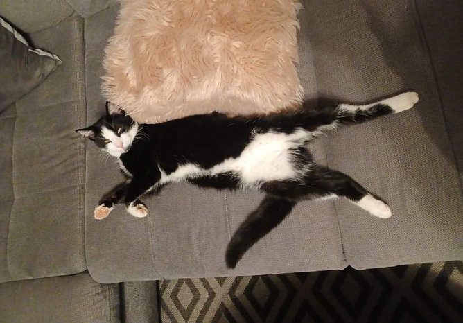 Wo ist Kater Felix? (Foto: S. Dietzel) Wo ist Kater Felix? (Foto: S. Dietzel)