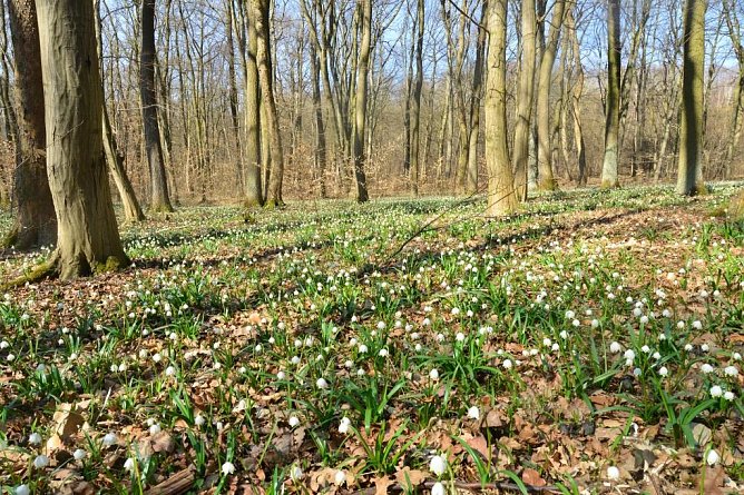 Der M&auml;rzenbecher geh&ouml;rt zu den typischen (Vor)Fr&uuml;hlingsboten dann noch weitgehend winterkahler Lau (Foto: Andreas Knoll)