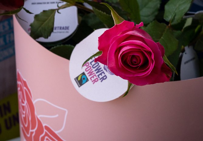 Fair gehandelte Rosen  (Foto: Jana Gro&szlig;)
