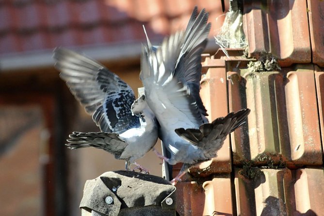 Revierkampf zweier Täuber (Foto: Eva Maria Wiegand) Revierkampf zweier Täuber (Foto: Eva Maria Wiegand)