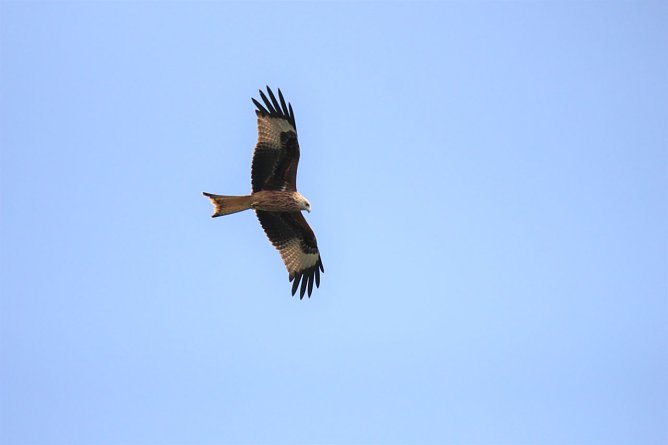 Der Rotmilan beginnt dieser Tage mit der Brut (Foto: Landschaftspflegeverbandes Südharz/Kyffhäuser) Der Rotmilan beginnt dieser Tage mit der Brut (Foto: Landschaftspflegeverbandes Südharz/Kyffhäuser)