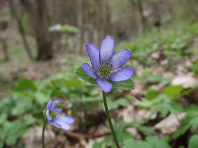 Wieder zu entdecken: das Leberbl&uuml;mchen (Foto: Silke Staubitz)