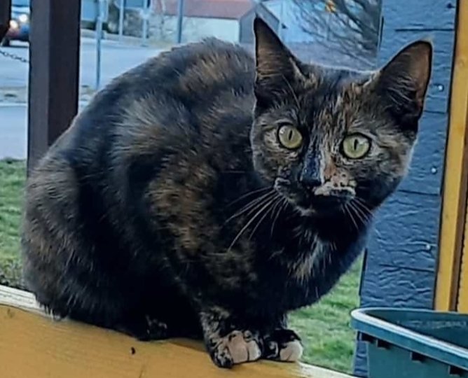 Wer hat diese Katze gesehen? (Foto: Tierheim Sondershausen) Wer hat diese Katze gesehen? (Foto: Tierheim Sondershausen)