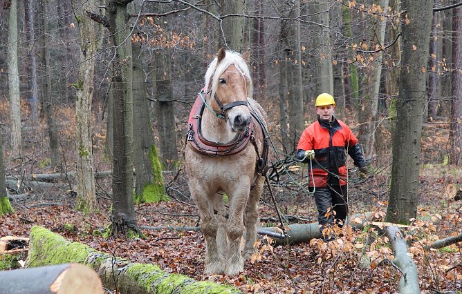 Die nachhaltige Holznutzung in heimischen W&auml;ldern ist Zukunftsvorsorge: Holzbau und Bio&ouml;konomie ben&ouml;tigen diesen Rohstoff (Foto: Th&uuml;ringenForst)