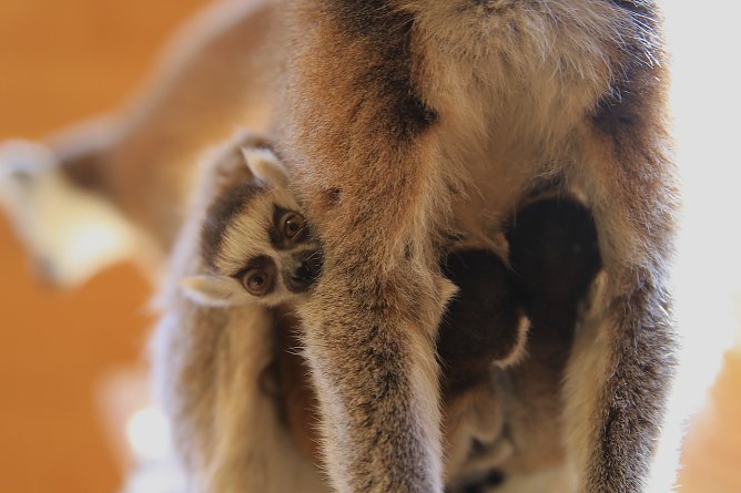 Kattaweibchen adoptiert fremdes Affenbaby (Foto: S. Dietzel) Kattaweibchen adoptiert fremdes Affenbaby (Foto: S. Dietzel)