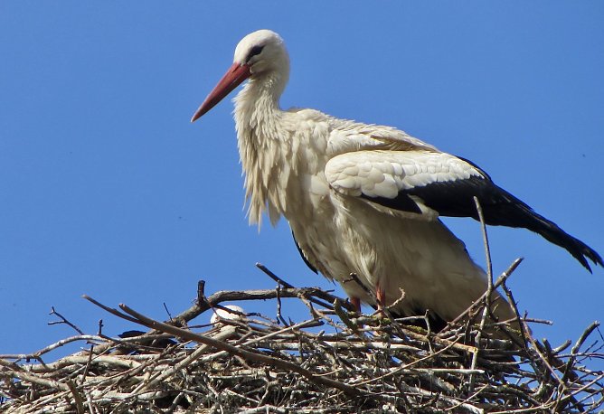 Storch in seinem Horst (Foto: Eva Maria Wiegand) Storch in seinem Horst (Foto: Eva Maria Wiegand)