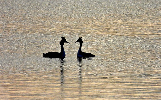 Abends am Stausee Kelbra (Foto: P.Blei) Abends am Stausee Kelbra (Foto: P.Blei)