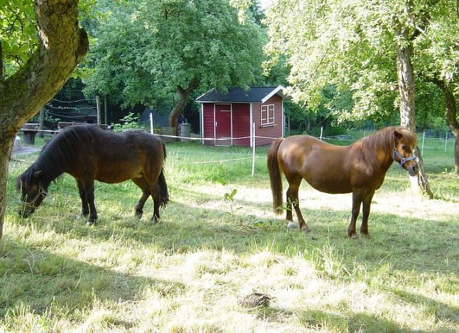 Die Ponys "Merry" und "Fee" (Foto: Horizont)