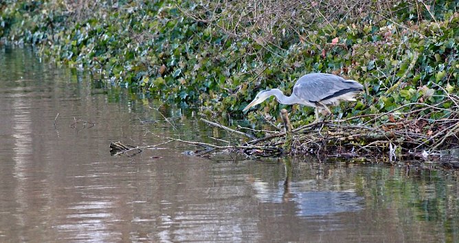 Graureiher bei der Jagd (Foto: Eva Maria Wiegand) Graureiher bei der Jagd (Foto: Eva Maria Wiegand)