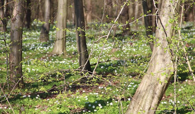 Die kurze Zeit der Fr&uuml;hbl&uuml;her am Boden ist vorbei. Der Nadel- und Blattaustrieb in den Baumkronen ist derzeit voll im Gange, die Vegetation ben&ouml;tigt gro&szlig;e Wassermengen (Foto: Horst Spro&szlig;mann)