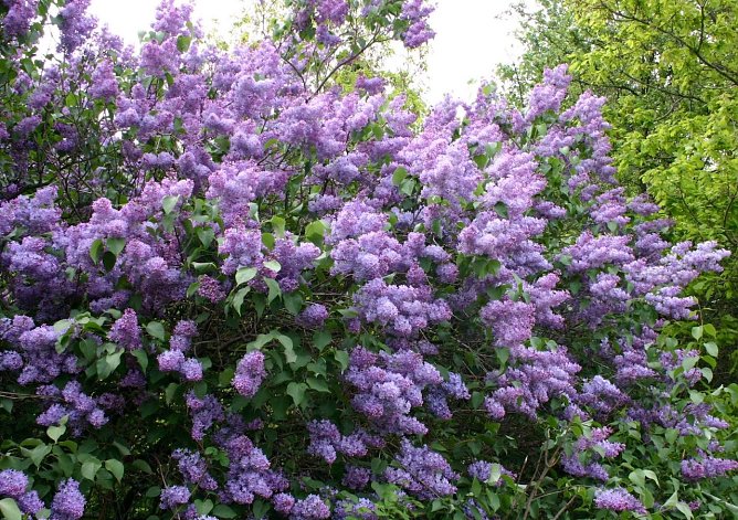 Fliederfest in Bad Frankenhausen (Foto: Steffen Kobrow) Fliederfest in Bad Frankenhausen (Foto: Steffen Kobrow)