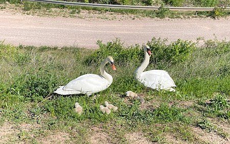 Mein lieber Schwan! Da hat die Vogelfamilie aber nochmal Gl&uuml;ck gehabt.  (Foto: Bundespolizei)