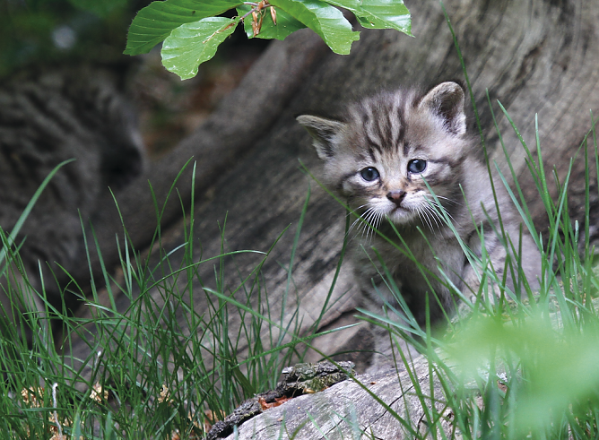 Eine junge Wildkatze ist leicht mit einer Hauskatze zu verwechseln (Foto: Ralf Steinberg) Eine junge Wildkatze ist leicht mit einer Hauskatze zu verwechseln (Foto: Ralf Steinberg)