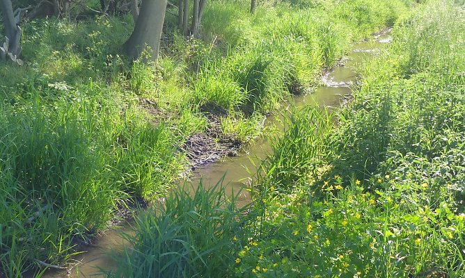 Graben nach Wiederherstellung &ouml;stlich von Artern (Foto: Natura 2000-Station S&uuml;dharz/Kyffh&auml;user)