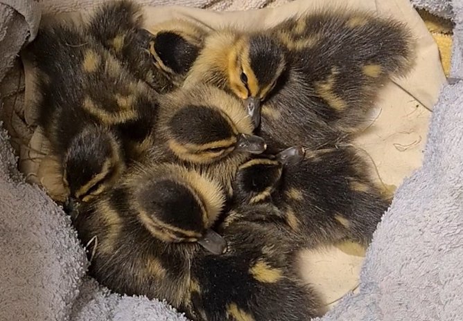Zehn kleine Federb&auml;llchen (Foto: Walter Thei&szlig;)