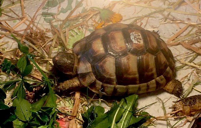 Schildkr&ouml;te Nr. 10 vermisst. (Foto: Tierheim Sondershausen)