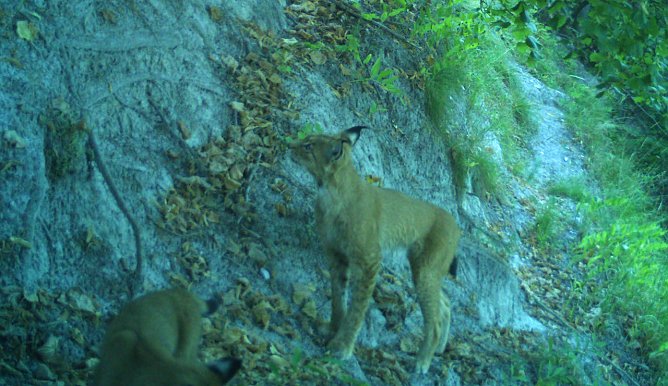 Nachwuchs im Luchswald (Foto: Maik Engelhardt )