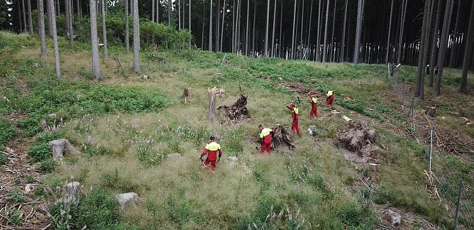Junge Forstwirte bei der Anlage einer neuen Forstkultur. Die vitalen und wurzelstarken Laubb&auml;umchen kommen aus der betriebseigenen Forstbaumschule und m&uuml;ssen sich jetzt im Waldboden bew&auml;hren � auch bei Trockenheit   (Foto: Ronald Stein)