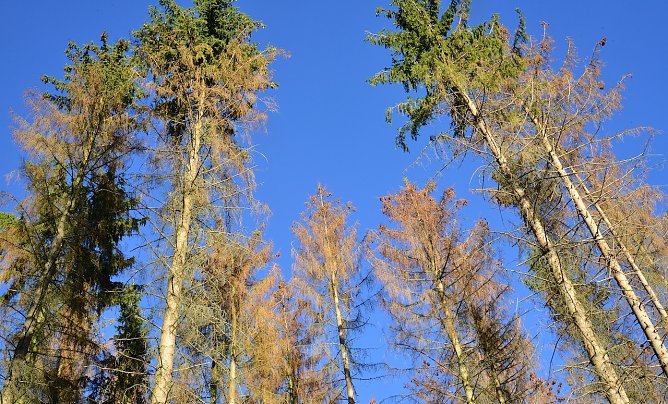 Der trocken-warme Witterungsverlauf im Sommer 2022 hat dem Fichtenborkenk&auml;fer wieder in die H&auml;nde gespielt: Bislang wurden auflaufend landesweit 3 Mio. Festmeter Schadholzanfall erfasst (Foto: Andreas Knoll)