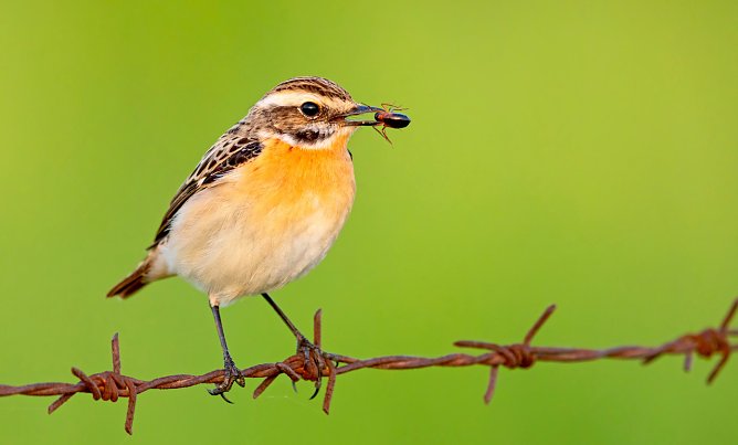Ein Braunkehlchen - Vogel des Jahres 2023 (Foto: M. Sch&auml;f)