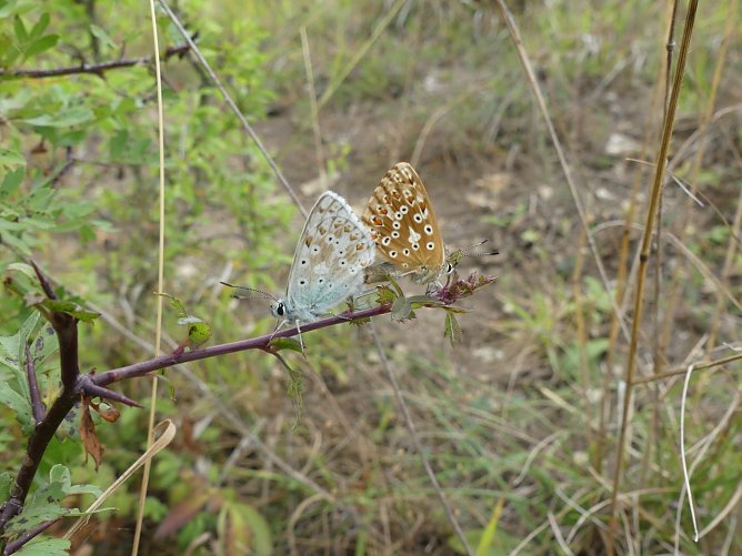 Schmetterlinge auf verbuschten Halbtrockenrasen bei Bliederstedt (Foto: LPV) Schmetterlinge auf verbuschten Halbtrockenrasen bei Bliederstedt (Foto: LPV)