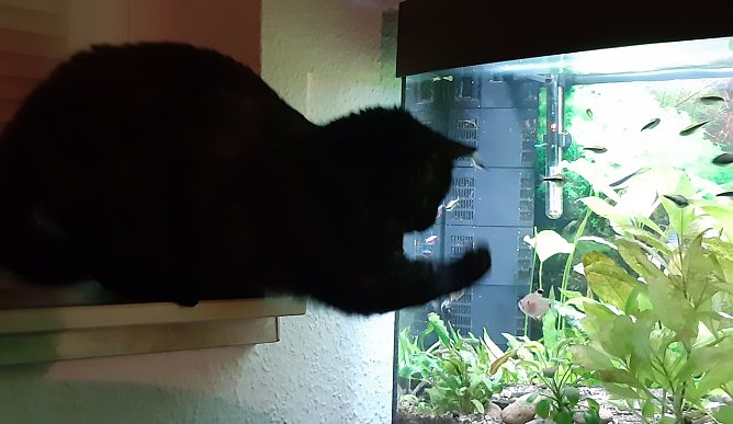 Katzenfernsehen (Foto: Thea Gro&szlig;e)